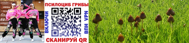 купить  сайты  Мышкин  Галлюциногенные грибы Cubensis 